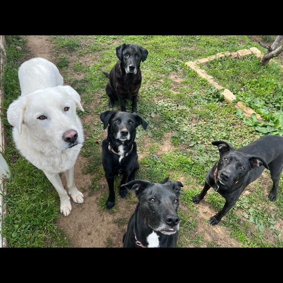 Meet your Posher, Lauren - Picture 2 of 5